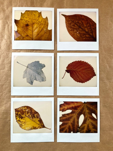 Original polaroid image - polaroid,